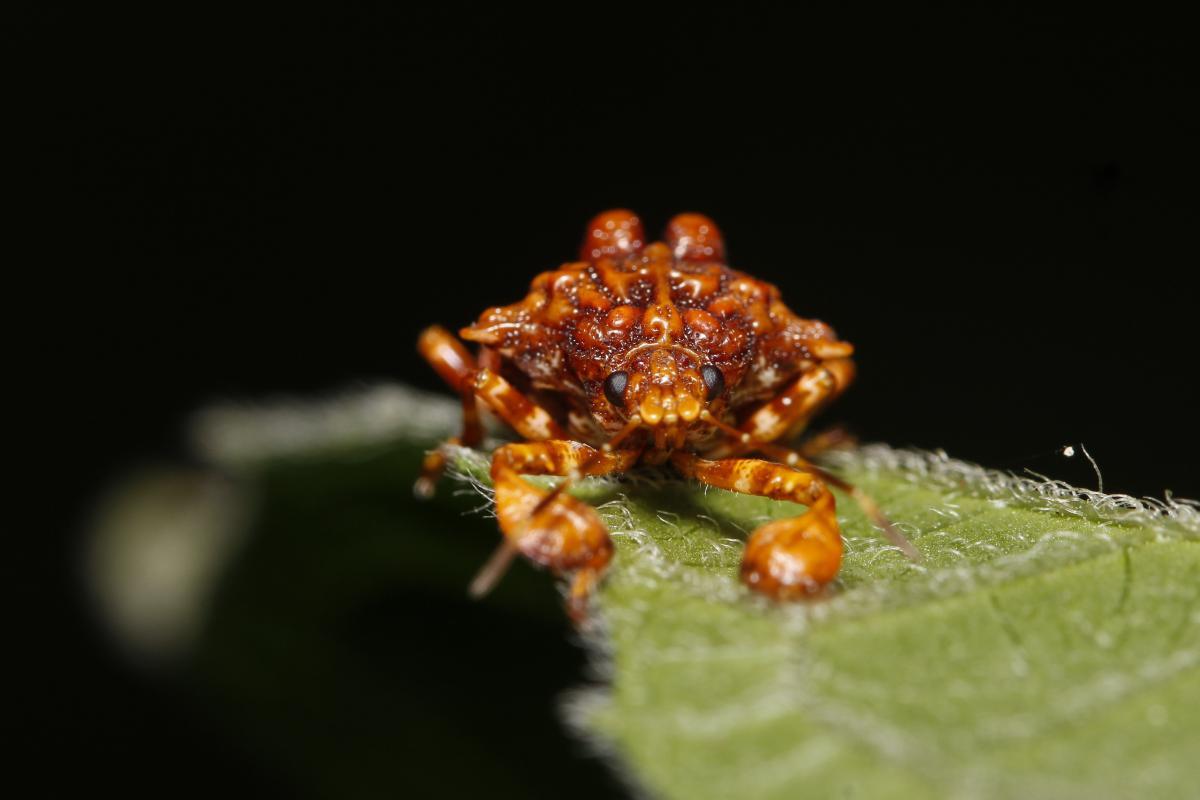 Pentatomid shield bug