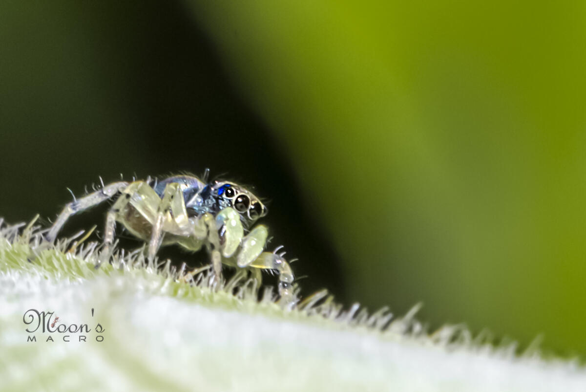 Jumping Spider.. Phintella sp.(approximate 2mm)