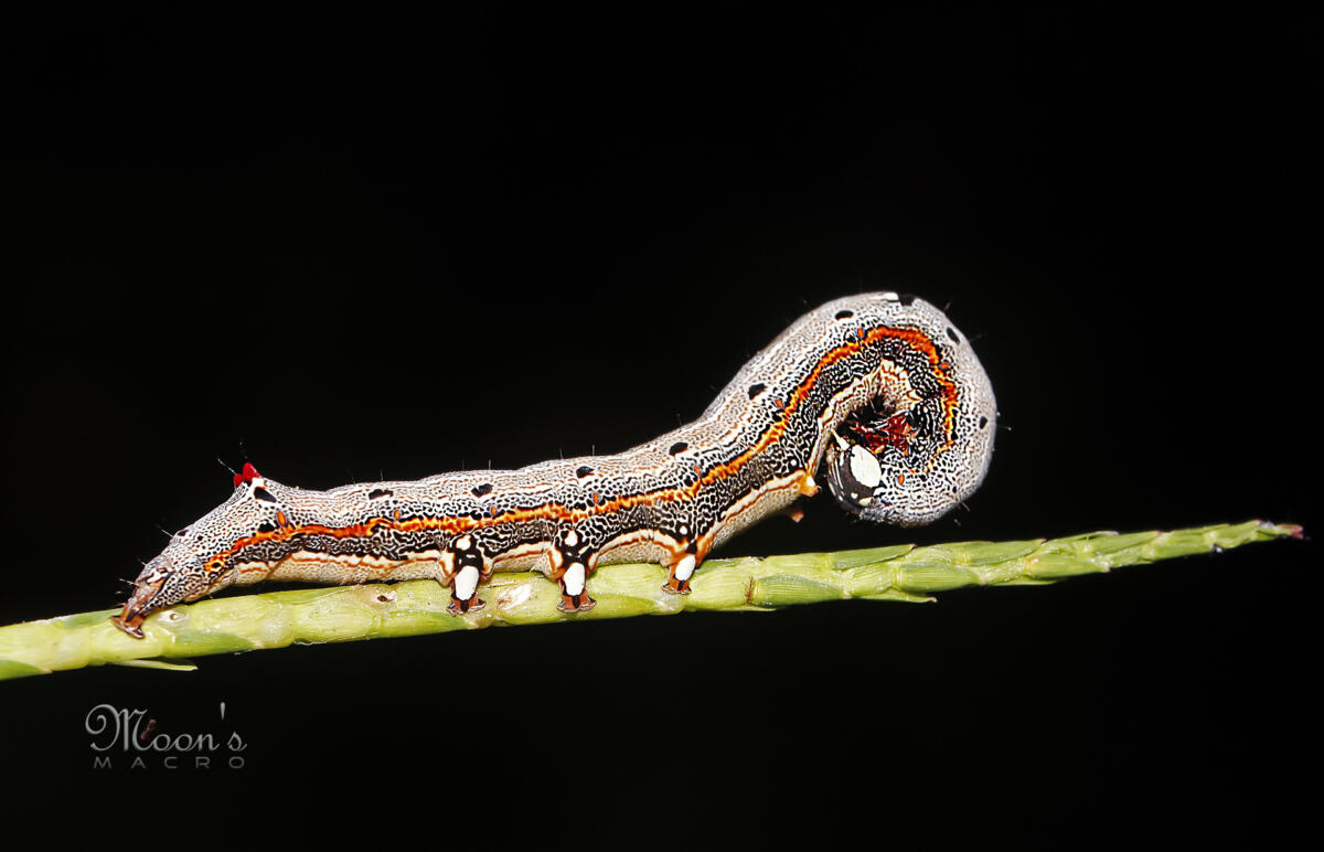 On the way(Caterpillar)