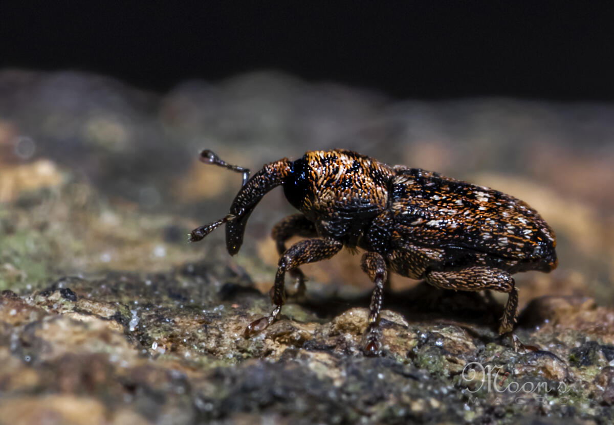 Cute Baby WeevilScientific Name :Curculionidae.Size:(Approximate 2.5mm)
